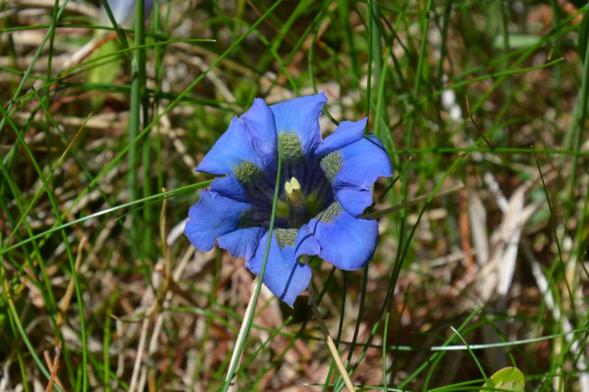 Platzer Alm 26.06.2019